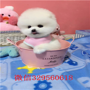 中山哪里能买到纯种俊介俊介犬价格小体俊介犬