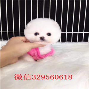 哈尔滨哪里能买到纯种俊介俊介犬价格哈多利球体博美俊介俊介出售