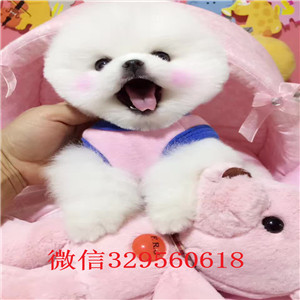 昌吉出售纯种小体俊介俊介犬价格小体俊介犬俊