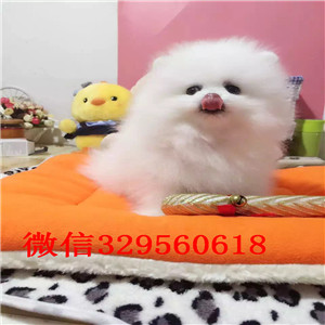 赤峰哪里能买到纯种博美博美好养吗博美能长多