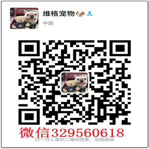 深圳哪里有俊介犬卖  白色俊介多少钱一只 小