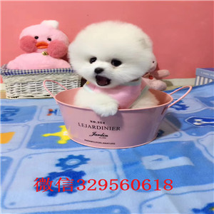 巴音郭楞哪里能买到纯种俊介俊介犬图片小体俊