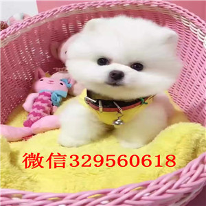  铁岭哪里能买到俊介 铁岭俊介犬出售 白色茶