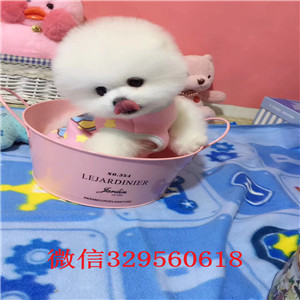  杭州哪里能买到纯种俊介犬女神同款俊介犬网红明星俊介同款