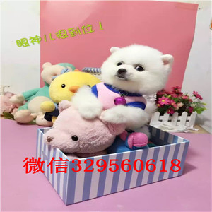  福州哪里有卖俊介犬俊介犬价格小体博美俊介