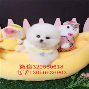  牡丹江哪里能买到俊介犬俊介多少钱一只哈多