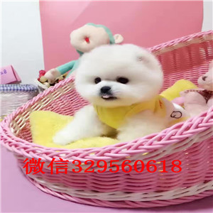 攀枝花 哪里有卖俊介犬俊介多少钱一只哈多利