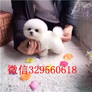  合肥哪里有卖俊介犬超小袖珍犬俊介哈多利博