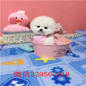  杭州哪里能买到纯种俊介犬女神同款俊介犬网红明星俊介同款