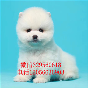  南昌哪里能买到纯种俊介犬俊介犬图片茶杯狗