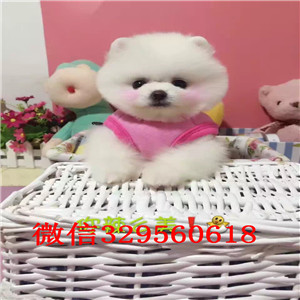  攀枝花哪里出售俊介犬小体俊介犬俊介幼犬多