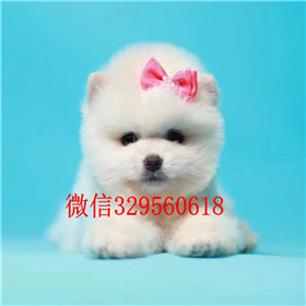  驻马店哪里出售俊介犬俊介犬价格网红明星俊介同款