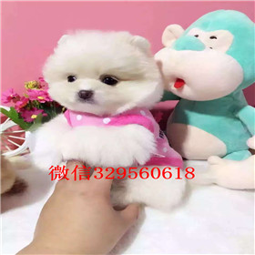  杭州哪里出售俊介犬小体俊介犬俊介犬长大可爱吗