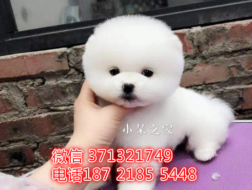 俊介犬出售纯种幼犬 博美犬出售茶杯 厦门犬舍