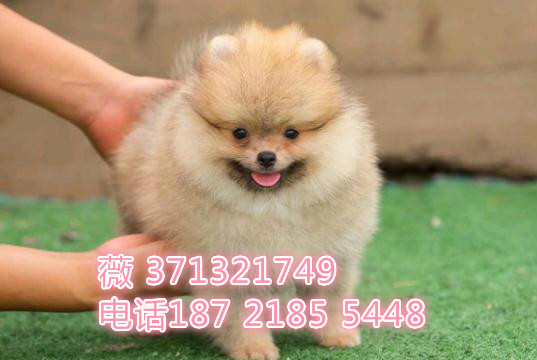 博美犬出售茶杯犬俊介犬狗狗，福州俊介犬出售，犬