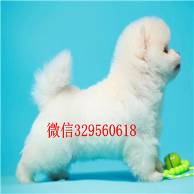  驻马店哪里出售俊介犬俊介犬价格网红明星俊介同款