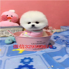  无锡哪里能买到纯种俊介犬俊介犬价格俊介幼