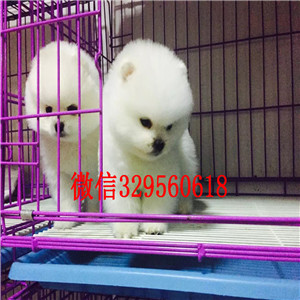  西安哪里有卖纯种俊介犬俊介犬多少钱长不大