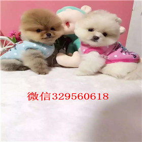  杭州哪里出售俊介犬小体俊介犬俊介犬长大可爱吗