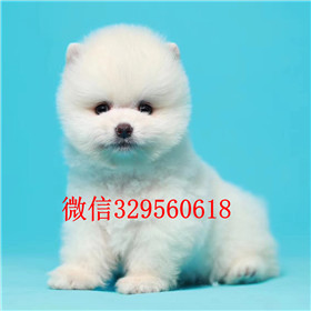  深圳哪里有卖纯种俊介犬俊介犬多少钱黄色俊