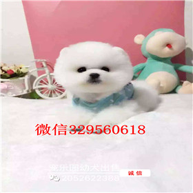  福州哪里有卖俊介犬黄色俊介犬哈多利博美俊