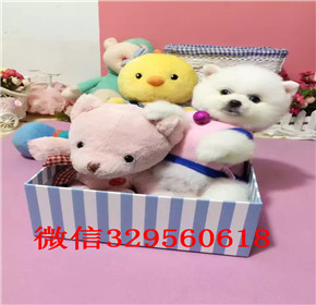  武汉哪里有卖纯种俊介犬俊介犬价格多少小体