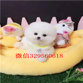  哈尔滨哪里有卖纯种俊介犬俊介犬价格多少黄