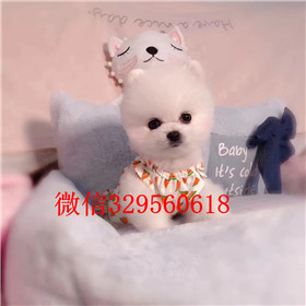  杭州哪里有卖纯种俊介犬俊介犬价格多少黄色