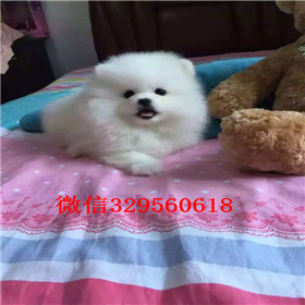  青岛哪里能买到俊介犬俊介犬多少钱黄色俊介