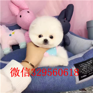  福州哪里有卖俊介犬 茶杯长不大俊介 网红俊