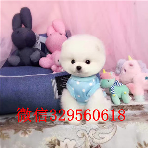  福州哪里有卖俊介犬 茶杯长不大俊介 网红俊介 俊介图片繁殖 纯种健康价格