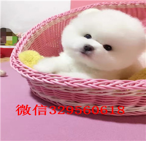  西安哪里有卖纯种俊介犬俊介造型多少钱小体