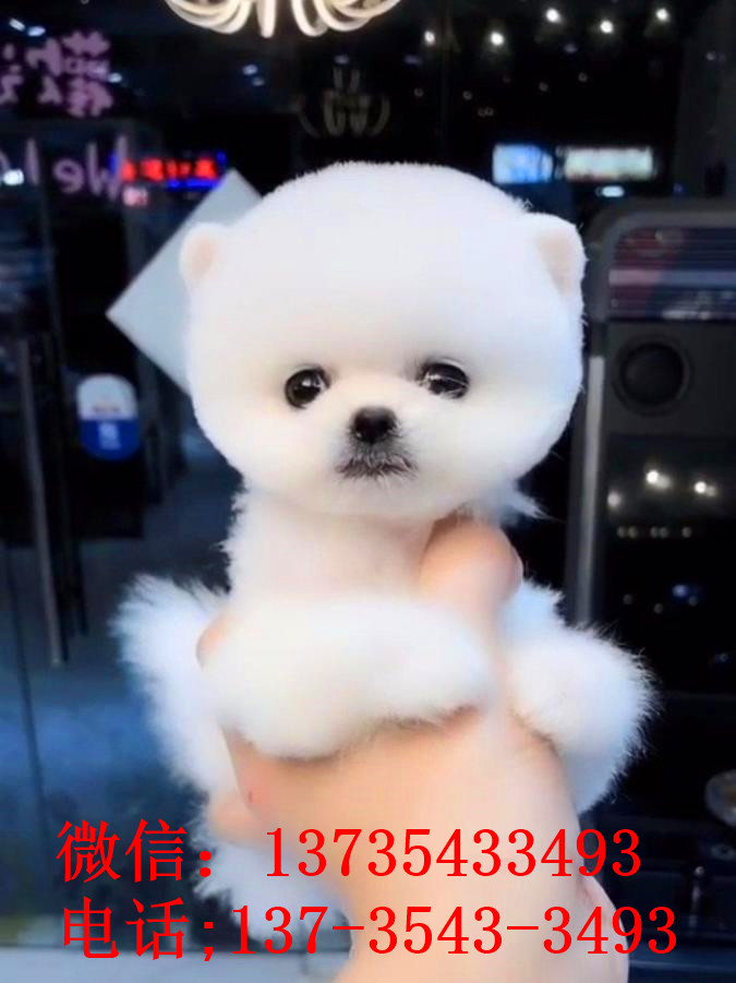 杭州犬舍出售纯种俊介犬迷你袖珍犬哪有宠物狗市场