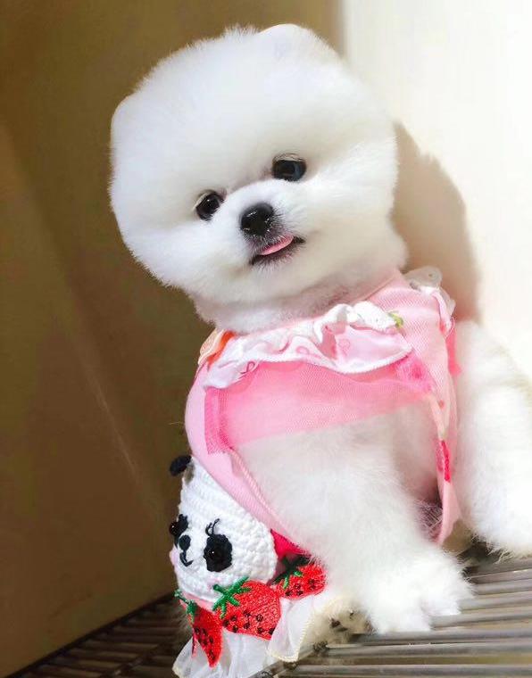 杭州犬舍出售纯种俊介犬狗市场在哪买狗卖狗