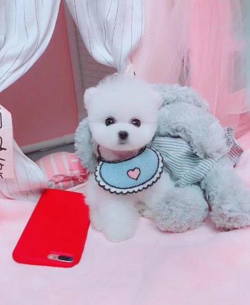 厦门犬舍出售纯种俊介犬狗市场在哪买狗卖狗