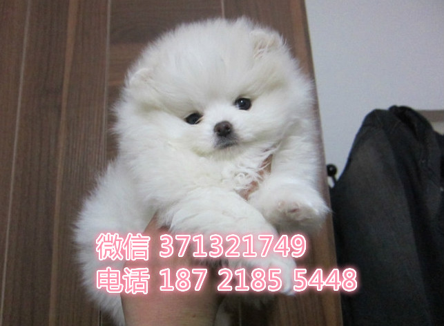 博美狗狗，长不大狗狗疫苗做好，品相好 西安狗场