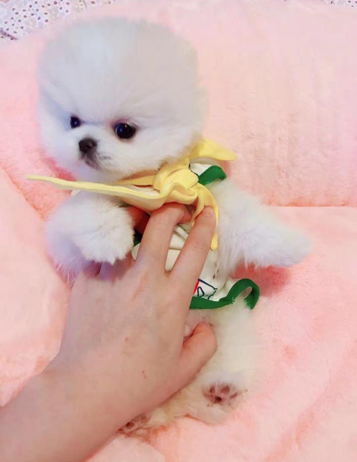 杭州犬舍出售纯种俊介犬迷你袖珍犬狗市场在哪有卖狗