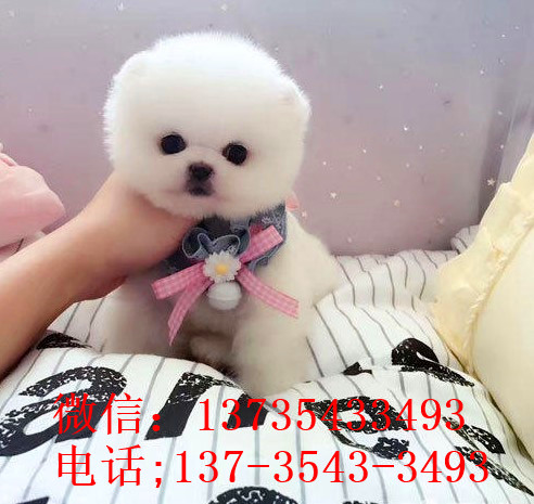 天津犬舍出售纯种俊介犬狗市场在哪买狗卖狗