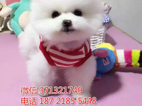 重庆犬舍出售俊介犬狗狗纯种 重庆大型繁殖基