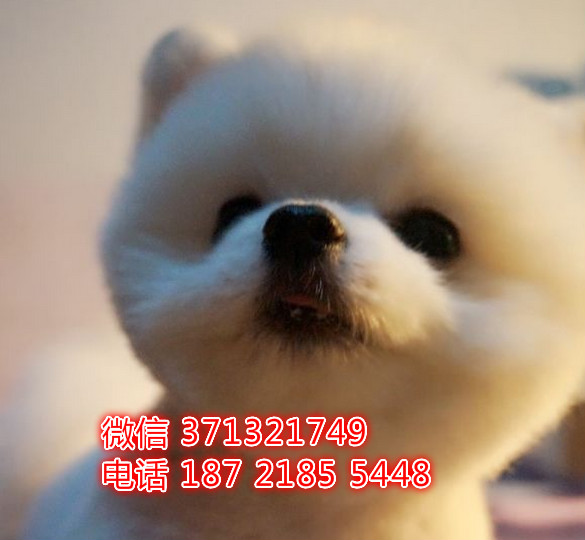 ?？谌?俊介犬出售纯种幼犬 海口本地特价可