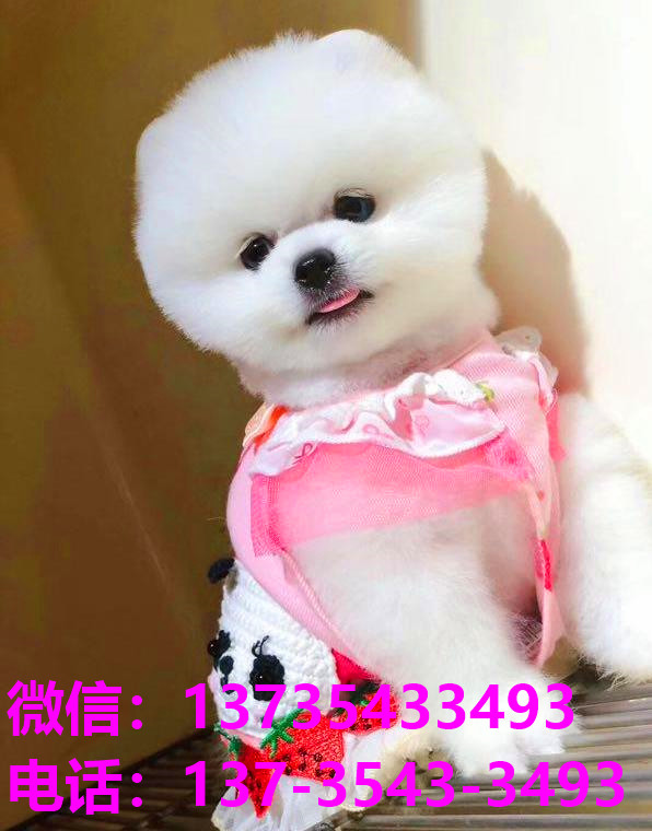 黄山宠物狗犬舍出售纯种俊介犬 哪里有茶杯狗