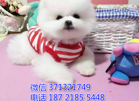 福州特价 俊介犬出售纯种幼犬 福州宠物狗狗犬