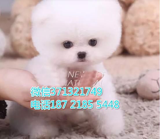 俊介出售纯种 小型犬俊介狗狗 福州犬舍出售博