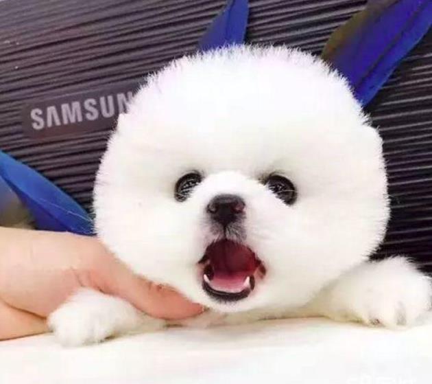 青岛犬舍出售纯种俊介犬狗市场在哪买狗卖狗