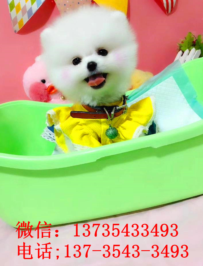 厦门犬舍出售纯种俊介犬迷你袖珍犬哪有宠物狗