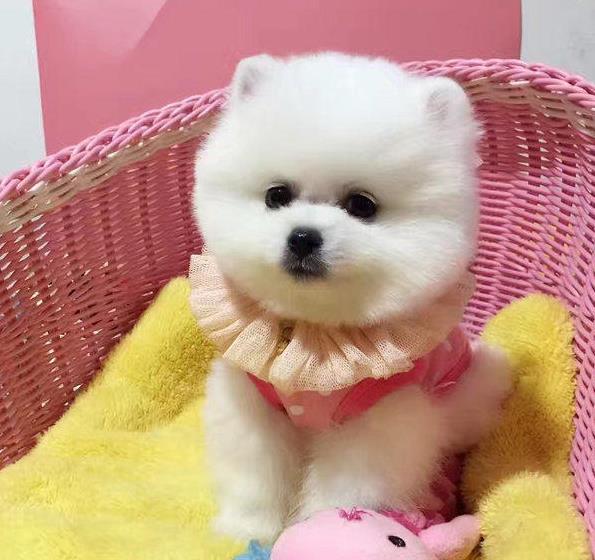 福州犬舍出售纯种俊介犬狗市场在哪买狗卖狗