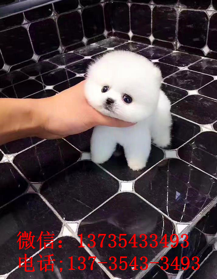 青岛犬舍出售纯种俊介犬迷你袖珍犬哪有宠物狗