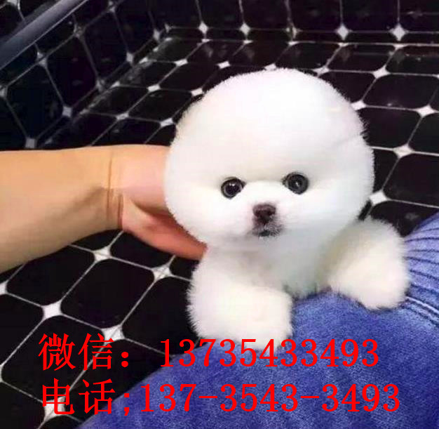 深圳犬舍出售纯种俊介犬迷你袖珍犬狗市场在哪