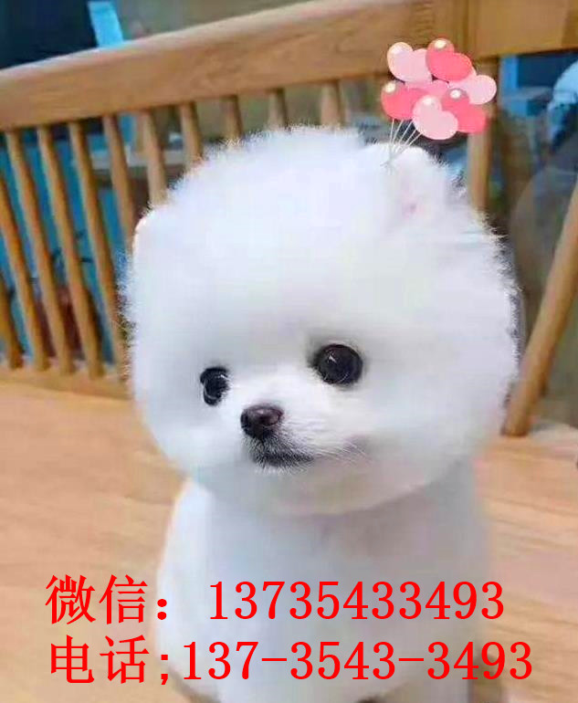 杭州犬舍出售纯种俊介犬迷你袖珍犬哪有宠物狗市场