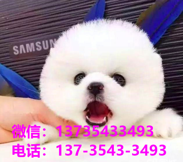 清远宠物狗犬舍出售纯种俊介犬 哪里有茶杯狗